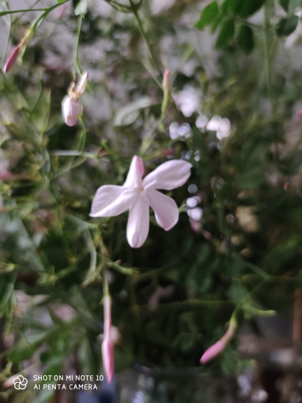 foto de flor de jazmín