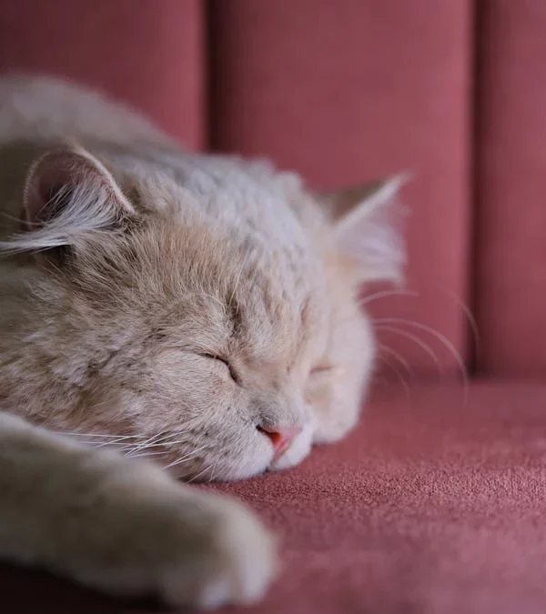 gato durmiendo plácidamente en el sofá